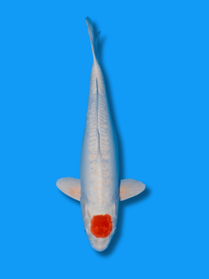 Tancho Kikusui | Koi&Co.